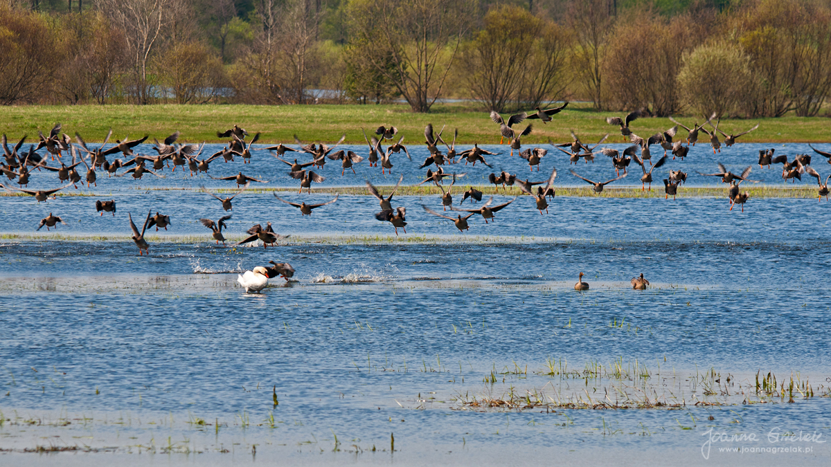 069_Biebrza - kwiecien 2011.jpg